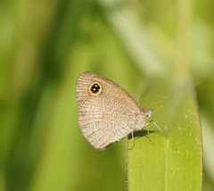 Ypthima arctous