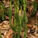 Stiff Clubmoss - Photo (c) dogtooth77, some rights reserved (CC BY-NC-SA)