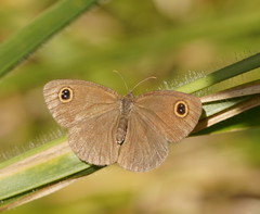 Ypthima arctous