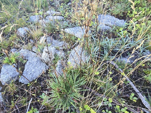 Image of Alpine Triggerplant (Stylidium montanum) by (c) Josh, some rights reserved (CC BY)
