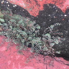Euphorbia prostrata