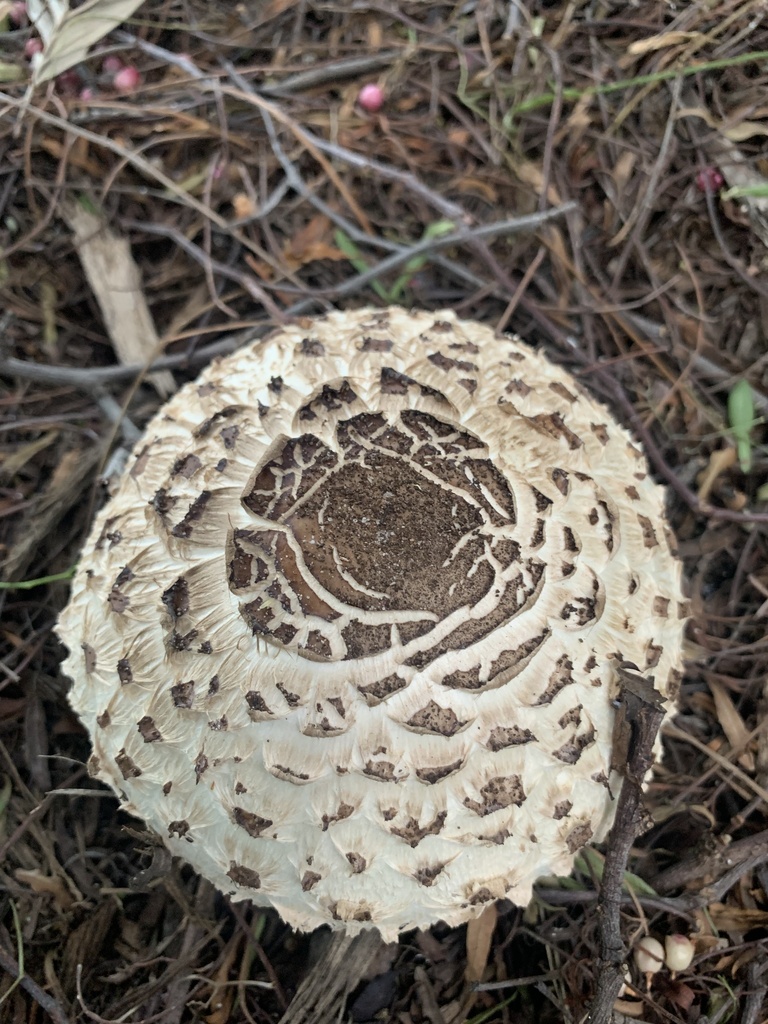 Chlorophyllum brunneum · April 2025 · photo: © celadonfern (iNaturalist, cc-by)