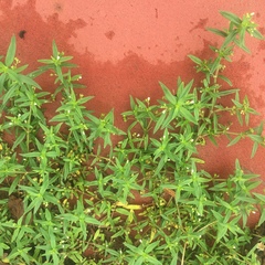 Oldenlandia corymbosa