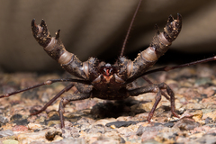 Mastigoproctus tohono