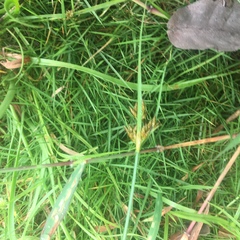 Fimbristylis dichotoma