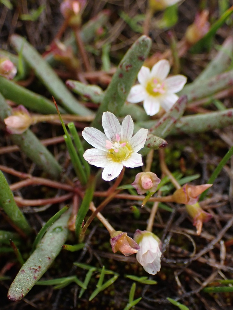 threeleaf lewisia