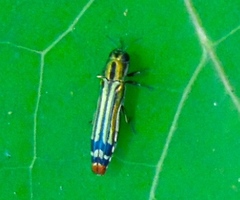 Agrilus catherinae