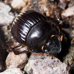 Dichotomius colonicus