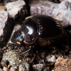 Dichotomius colonicus