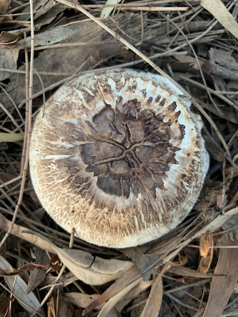 Agaricus xanthodermus · April 2025 · photo: © celadonfern (iNaturalist, cc-by)