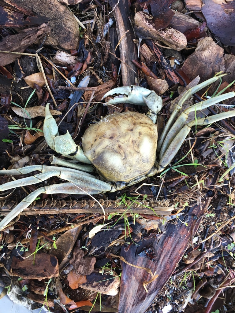 Crystal Crab