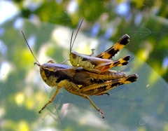 Boopedon flaviventris