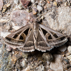 Callistege diagonalis