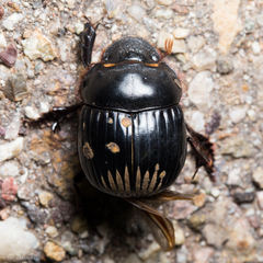 Dichotomius colonicus