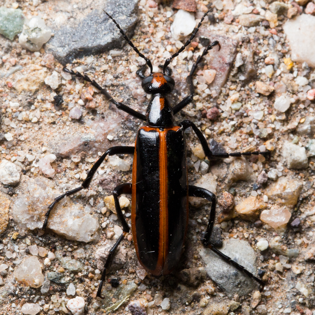 Pyrota akhurstiana