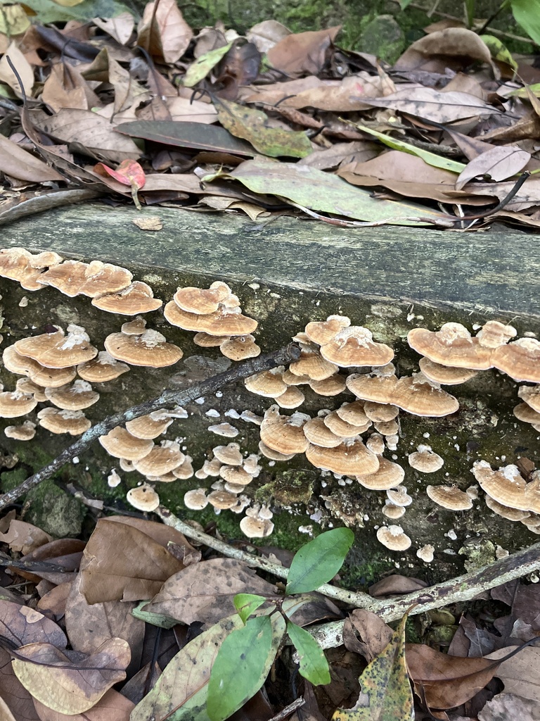 Rigidoporus microporus · April 2025 · photo: © ivych (iNaturalist, cc0)