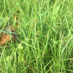 Cyperus brevifolius