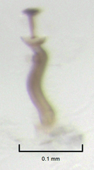 Acrotrichis inconspicua