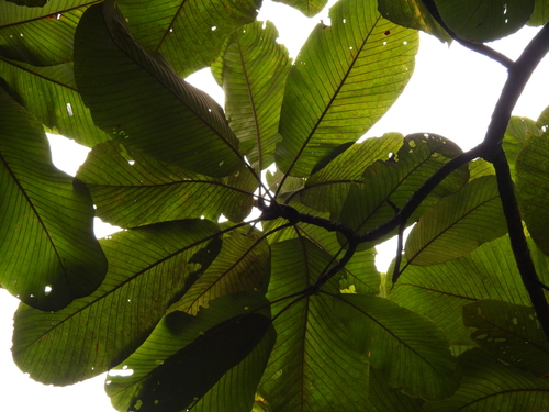 Dillenia reticulata (Dillenia reticulata)