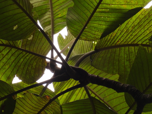 Image of Dillenia reticulata by (c) Adam Kamal, some rights reserved (CC BY)