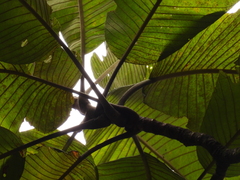 Dillenia reticulata, photograph (c) Adam Kamal, some rights reserved (CC BY)