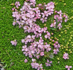 Silene acaulis exscapa