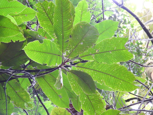 Image of Dillenia reticulata by (c) Adam Kamal, some rights reserved (CC BY)