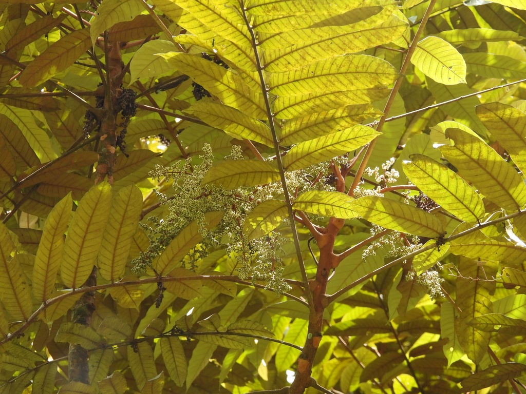 Aglaia argentea (Aglaia argentea)