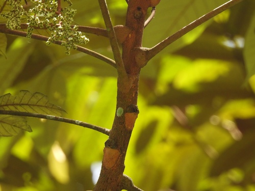 Image of Aglaia Argentea (Aglaia argentea) by (c) Adam Kamal, some rights reserved (CC BY)