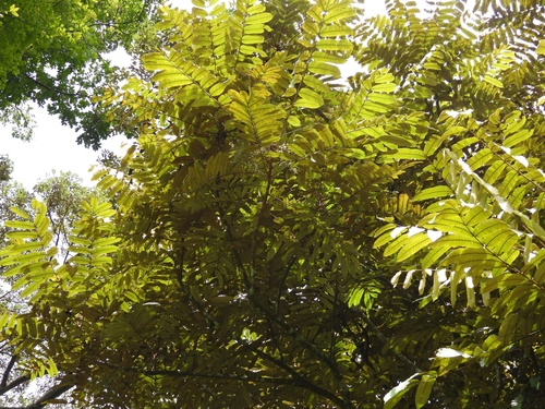 Image of Aglaia Argentea (Aglaia argentea) by (c) Adam Kamal, some rights reserved (CC BY)