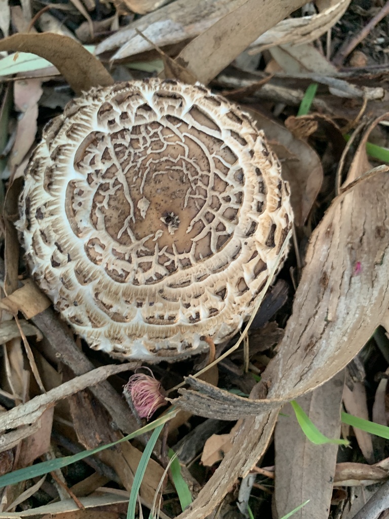 Chlorophyllum brunneum · April 2025 · photo: © celadonfern (iNaturalist, cc-by)