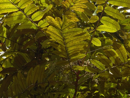 Image of Aglaia Argentea (Aglaia argentea) by (c) Adam Kamal, some rights reserved (CC BY)