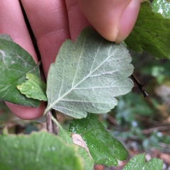 Phyllonorycter holodisci