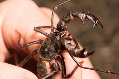 Mastigoproctus tohono