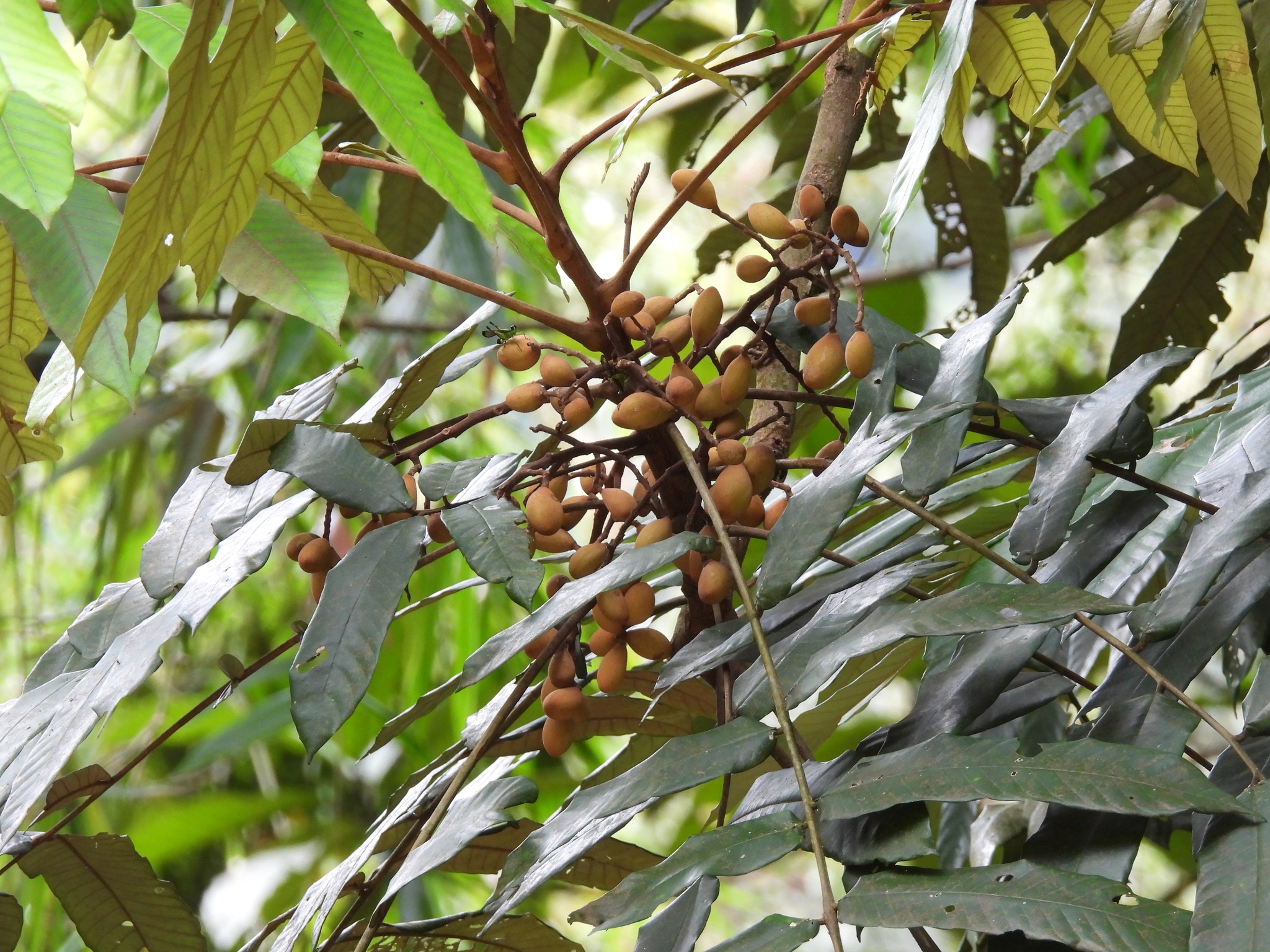 Aglaia argentea