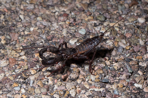 Tohono Vinegaroon photo 4