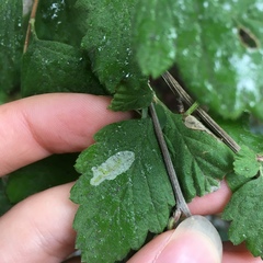 Phyllonorycter holodisci
