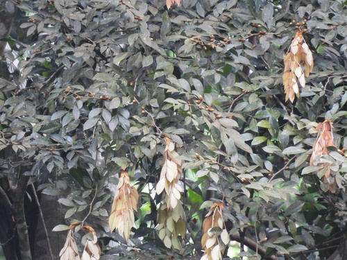 Cynometra malaccensis, photograph 3