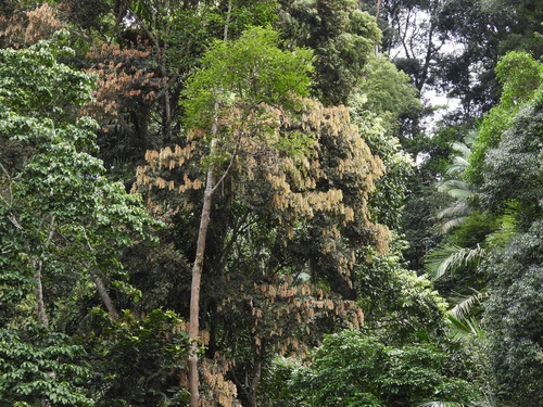 Cynometra malaccensis, photograph 1