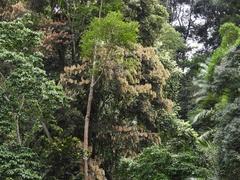 (c) Adam Kamal, some rights reserved (CC BY) Cynometra malaccensis, photograph (c) Adam Kamal, some rights reserved (CC BY)
