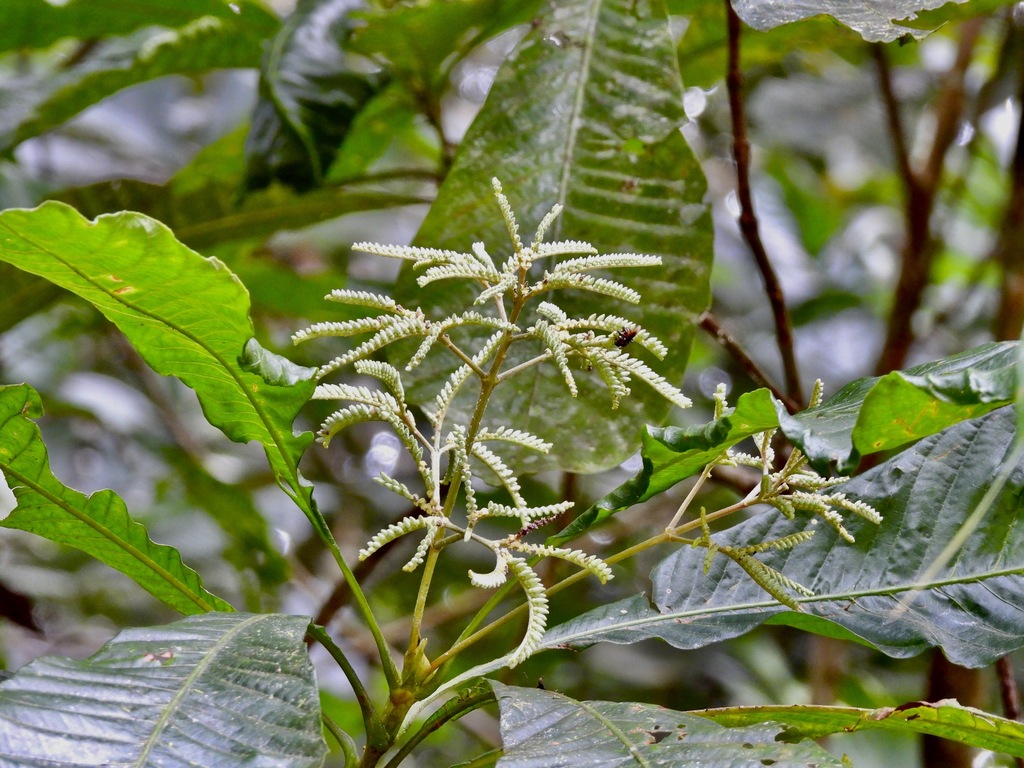 Greeneeae