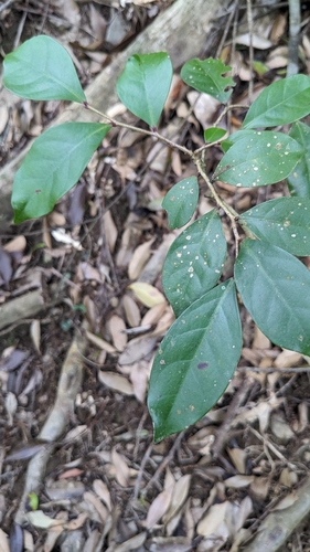 Image of Common Glochidion (Glochidion rubrum) by (c) 許文俊, some rights reserved (CC BY-SA)