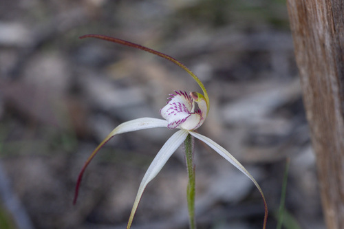 Colourful Spider-orchid (Caladenia colorata)