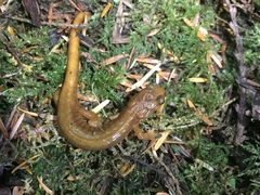 Plethodon vandykei