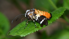 Hecatesia fenestrata
