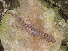 Gekko kikuchii