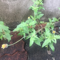 Tridax procumbens