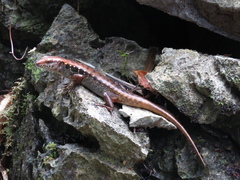 Otosaurus cumingii