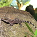Common Philippine Bent-toed Gecko - Photo (c) Arman Pili, some rights reserved (CC BY-NC), uploaded by Arman Pili