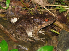 Limnonectes macrocephalus